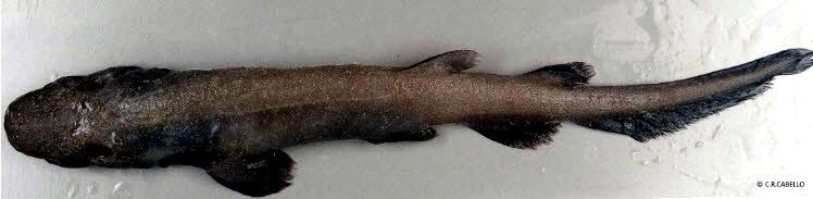 Apristurus aphyodes_05.jpg